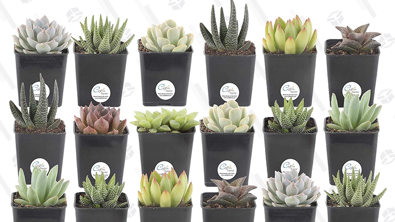 Gold Box de cactus Costa Farms | AmazonGráfico: Shep McAllister